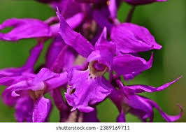 Attēlu rezultāti vaicājumam “Orchis mascula”