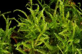 Attēlu rezultāti vaicājumam “Sciuro-hypnum populeum sporophyte”