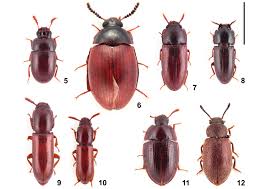 Attēlu rezultāti vaicājumam “Tenebrionidae”