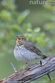 Image result for Catharus ustulatus