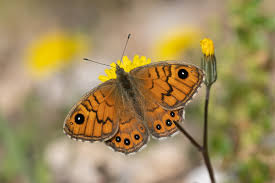 Attēlu rezultāti vaicājumam “Lasiommata megera male”