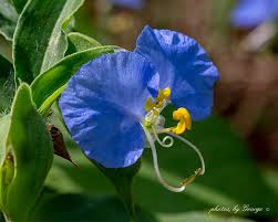 Attēlu rezultāti vaicājumam “Commelinaceae”