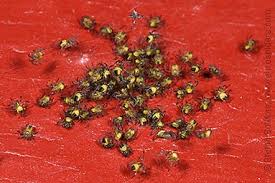 Attēlu rezultāti vaicājumam “Araneus diadematus eggs”