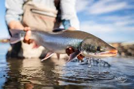 Image result for Salvelinus malma