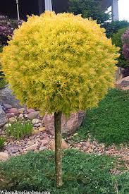 Attēlu rezultāti vaicājumam “Thuja occidentalis flower”
