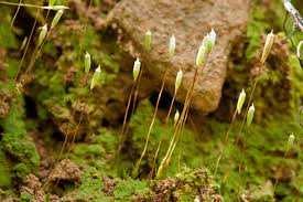 Attēlu rezultāti vaicājumam “Callicladium haldanianum sporophyte”