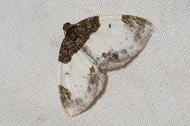 Attēlu rezultāti vaicājumam “Mesoleuca albicillata”