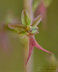 Attēlu rezultāti vaicājumam “Listera cordata fruit”
