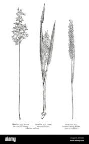 Attēlu rezultāti vaicājumam “Holcus lanatus  fruit”