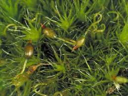 Attēlu rezultāti vaicājumam “Paraleucobryum longifolium sporophyte”