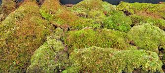 Attēlu rezultāti vaicājumam “Thuidium delicatulum sporophyte”