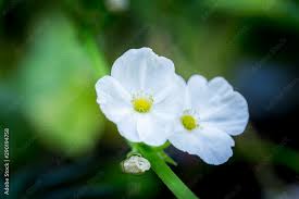 Attēlu rezultāti vaicājumam “Alismataceae”