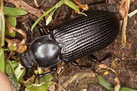 Attēlu rezultāti vaicājumam “Tenebrionidae”