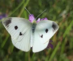 Attēlu rezultāti vaicājumam “Pieris rapae female”