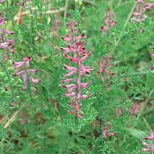 Attēlu rezultāti vaicājumam “Fumaria officinalis”