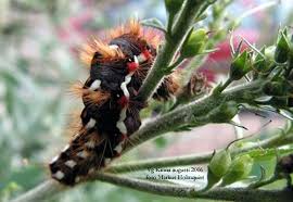 Attēlu rezultāti vaicājumam “Acronicta rumicis larva”