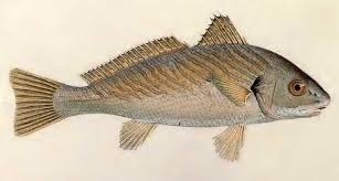 Image result for Umbrina cirrosa