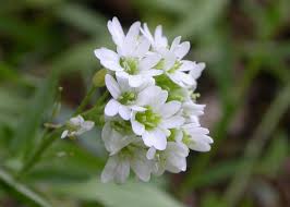 Attēlu rezultāti vaicājumam “Berteroa incana flower”