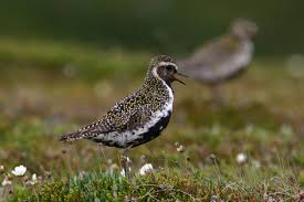 Attēlu rezultāti vaicājumam “Pluvialis apricaria adult”