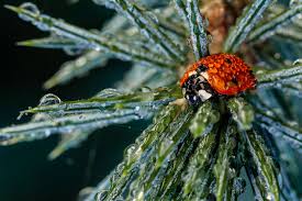 Attēlu rezultāti vaicājumam “Colloderma robustum macro”