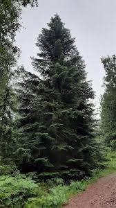 Attēlu rezultāti vaicājumam “Abies mariesii”