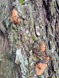 Attēlu rezultāti vaicājumam “Phellinus robustus”