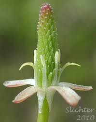 Attēlu rezultāti vaicājumam “Myosurus minimus”