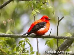 Image result for Piranga olivacea