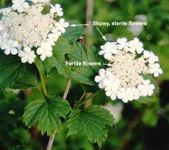 Attēlu rezultāti vaicājumam “Viburnum opulus flower”