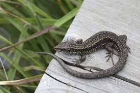 Attēlu rezultāti vaicājumam “Lacerta vivipara juvenile”