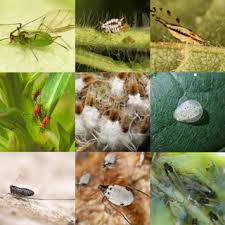 Attēlu rezultāti vaicājumam “Aphididae”