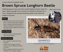 Attēlu rezultāti vaicājumam “Tetropium fuscum”