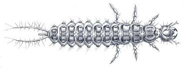Attēlu rezultāti vaicājumam “Nebria brevicollis”