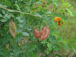 Image result for Colutea x media (arborescens x orientalis)