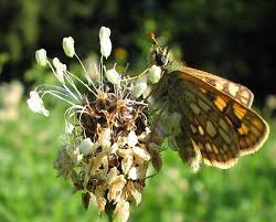 Attēlu rezultāti vaicājumam “Carterocephalus palaemon underside”