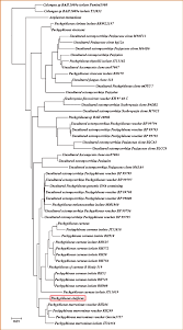 Attēlu rezultāti vaicājumam “Pachyphloeus melanoxanthus”
