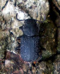 Attēlu rezultāti vaicājumam “Bolitophagus reticulatus imago”