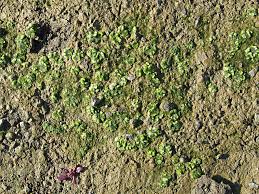 Attēlu rezultāti vaicājumam “Riccia cavernosa”