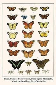 Attēlu rezultāti vaicājumam “Theclinae”