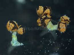 Attēlu rezultāti vaicājumam “Physarum decipiens spores”