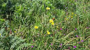 Attēlu rezultāti vaicājumam “Hypochaeris maculata”