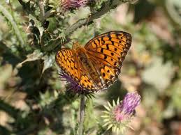 Attēlu rezultāti vaicājumam “Argynnis aglaja underside”