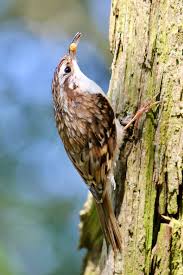 Attēlu rezultāti vaicājumam “Certhia familiaris”