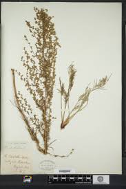 Image result for Artemisia caudata