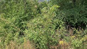 Attēlu rezultāti vaicājumam “Bromopsis inermis”