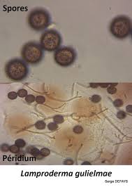 Attēlu rezultāti vaicājumam “Lamproderma gulielmae”