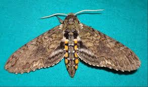 Attēlu rezultāti vaicājumam “Sphingidae”