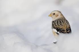 Attēlu rezultāti vaicājumam “Plectrophenax nivalis adult”