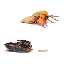 Attēlu rezultāti vaicājumam “Diacrisia sannio female”