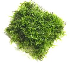 Attēlu rezultāti vaicājumam “Riccardia chamaedryfolia”